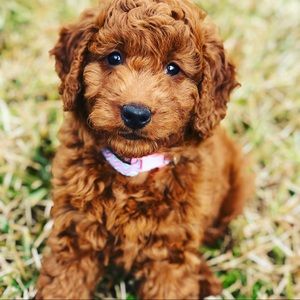 Meet your Posher, Juliana